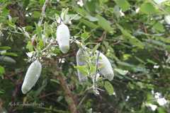 Balanites aegyptiaca